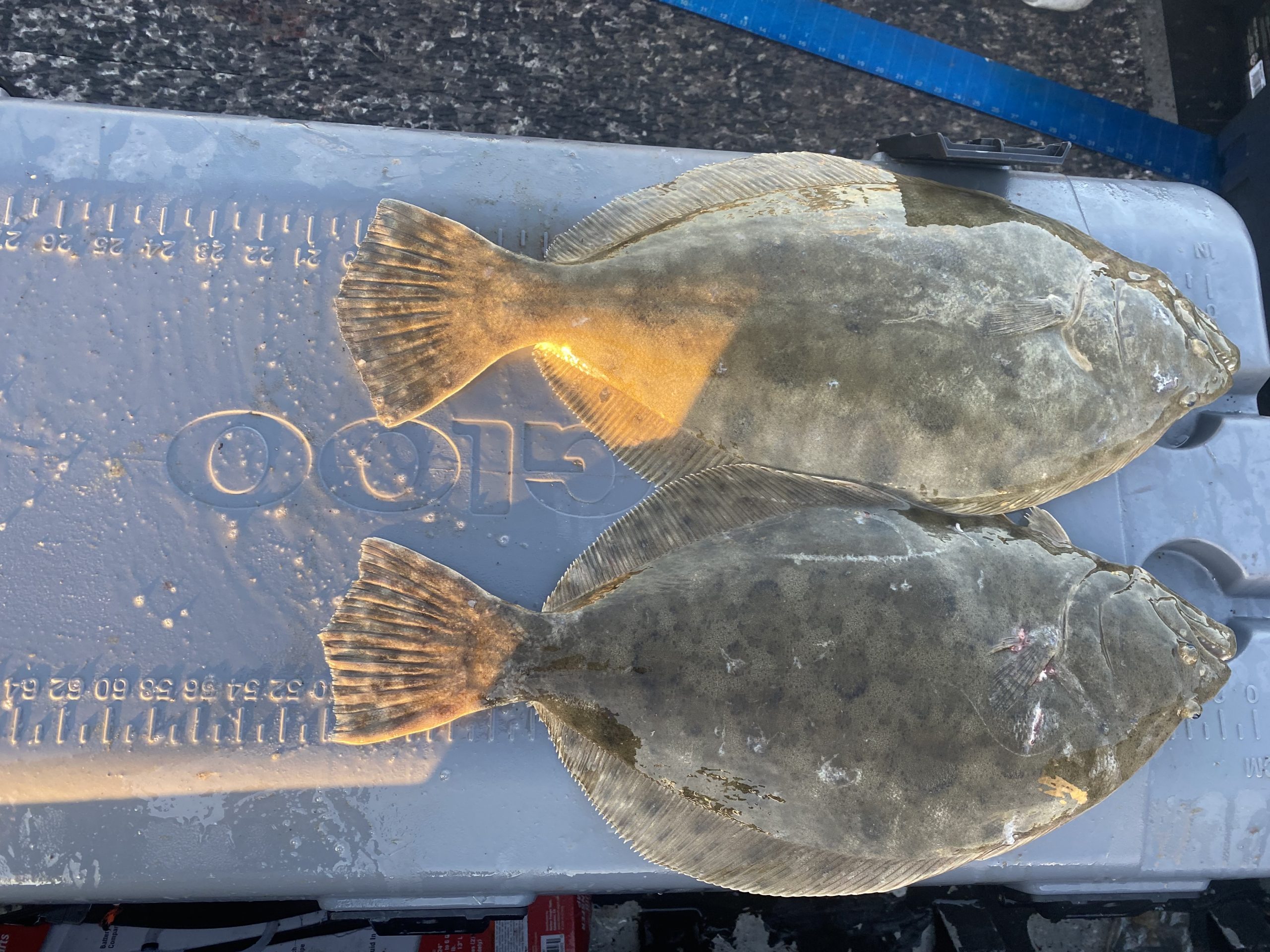 Coastal Flounder Gigging Adventures Pro Coastal Charters Galveston