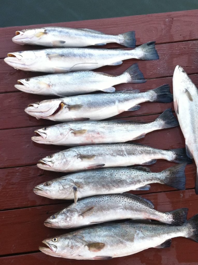 Galveston Bay Fishing Trips Pro Coastal Charters Galveston, Texas