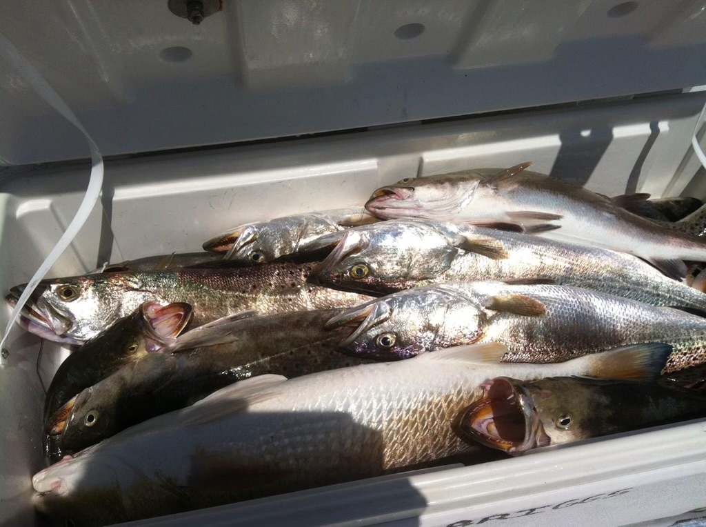Galveston Bay Fishing Trips Pro Coastal Charters Galveston, Texas